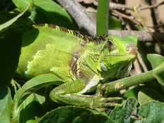 Iguana iguana