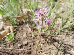 Allium bisceptrum