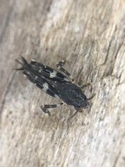 Ellipes minuta