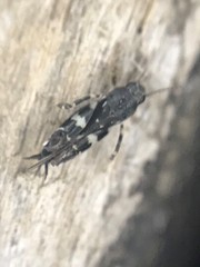 Ellipes minuta
