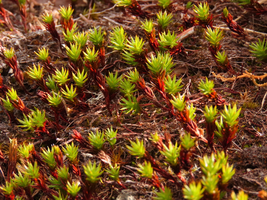 Arctic Haircap Moss