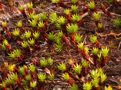 Polytrichum hyperboreum
