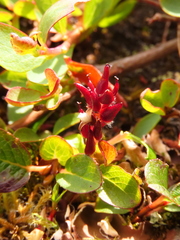 Salix stolonifera