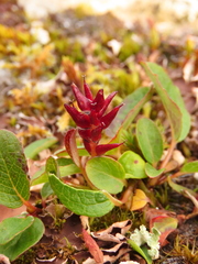 Salix stolonifera