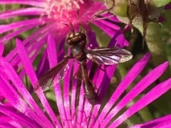 Physocephala burgessi