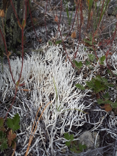 Whiteworm Lichen