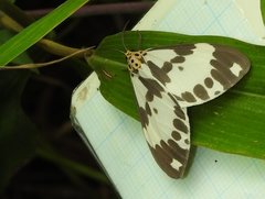 Nyctemera carissima