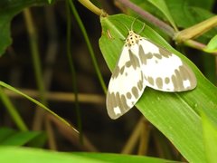 Nyctemera carissima