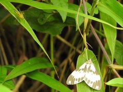 Nyctemera carissima