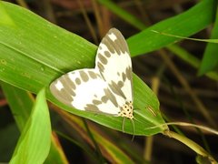 Nyctemera carissima