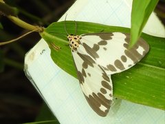 Nyctemera carissima
