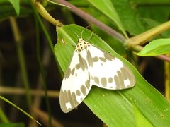 Nyctemera carissima