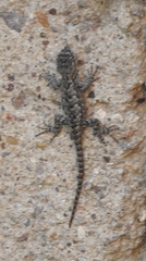 Sceloporus spinosus