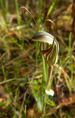 Pterostylis dolichochila