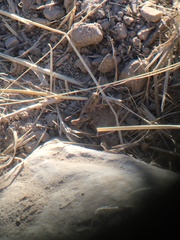 Oedaleonotus phryneicus