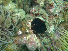 Pseudobiceros splendidus