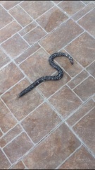 Amphisbaena fuliginosa