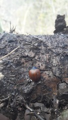 Aegithus clavicornis