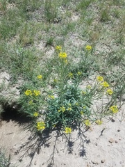 Erysimum inconspicuum
