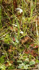 Pterostylis dolichochila