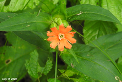 Silene fulgens