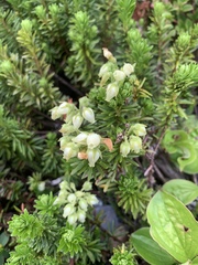 Phyllodoce glanduliflora