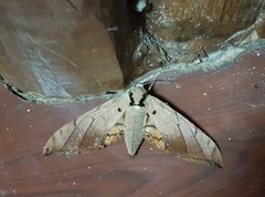 Ambulyx sericeipennis