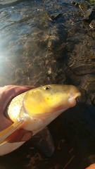 Catostomus macrocheilus