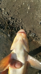 Catostomus macrocheilus