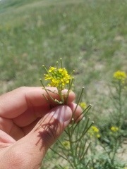 Erysimum inconspicuum