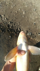 Catostomus macrocheilus