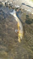 Catostomus macrocheilus