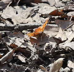 Polygonia comma