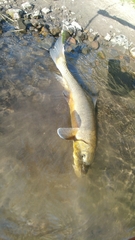 Catostomus macrocheilus