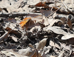 Polygonia comma