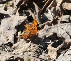 Polygonia comma