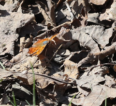Polygonia comma