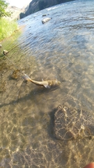 Catostomus macrocheilus