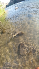 Catostomus macrocheilus