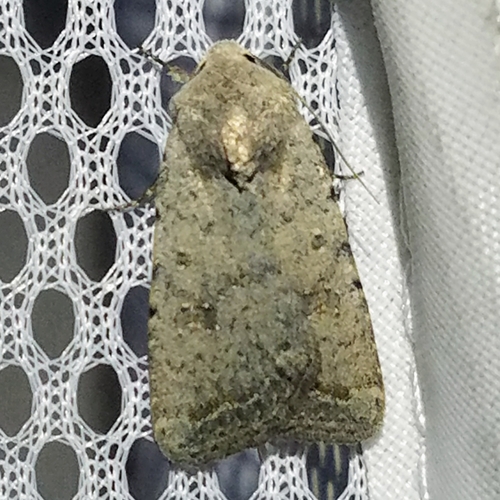Civil Rustic Moth photo 5