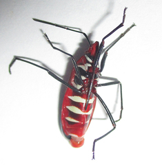 Dysdercus fasciatus