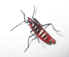 Dysdercus fasciatus