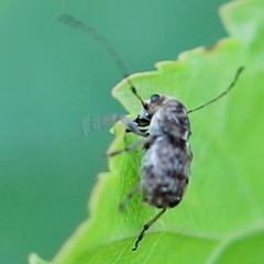 Exechesops foliatus