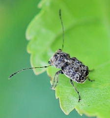 Exechesops foliatus
