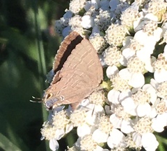 Satyrium