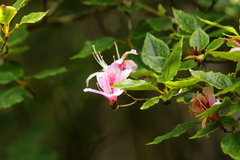 Rhododendron mariesii