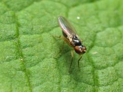 Mumetopia occipitalis