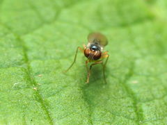 Mumetopia occipitalis