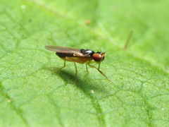 Mumetopia occipitalis