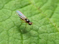 Mumetopia occipitalis